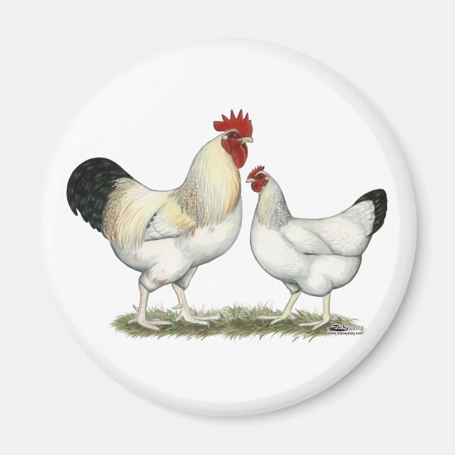 Indiska floden Chickens Magnet (Framsidan)