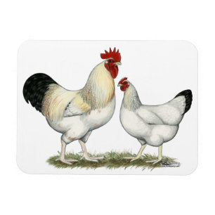 Indiska floden Chickens Magnet