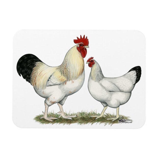 Indiska floden Chickens Magnet (Horisontell)