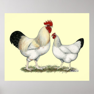 Indiska floden Chickens Poster