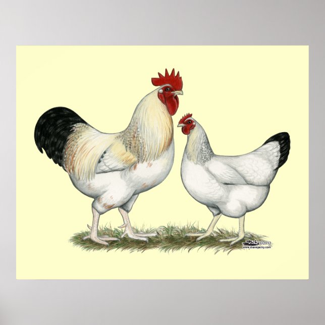 Indiska floden Chickens Poster (Framsidan)
