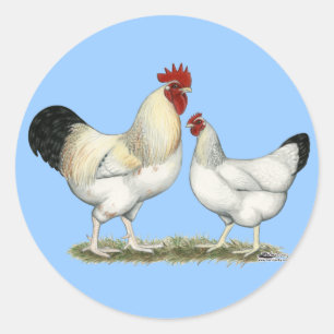 Indiska floden Chickens Runt Klistermärke