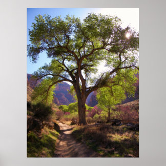 indiska Garden Poster