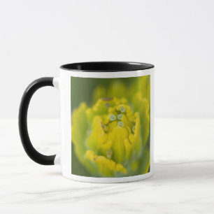 Indiska Golden Paintbrush Castilleja 2 Mugg