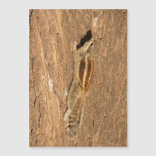 Indiska Handflatan-ekorren på en Träd-trunk