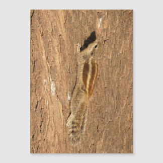 Indiska Handflatan-ekorren på en Träd-trunk