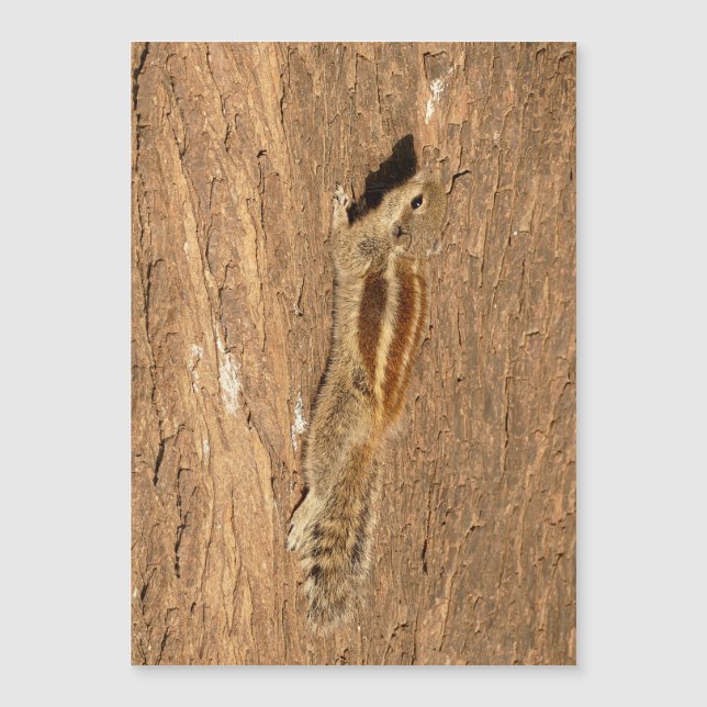 Indiska Handflatan-ekorren på en Träd-trunk (Framsida)