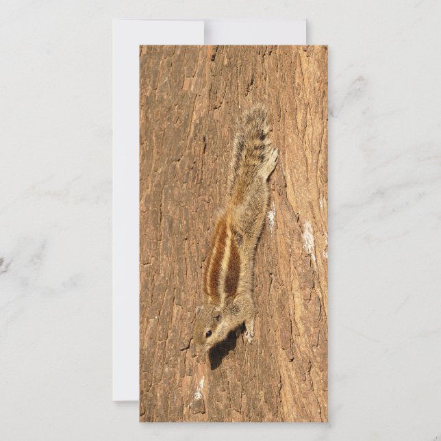 Indiska Handflatan-ekorren på en Träd-trunk (Framsida)