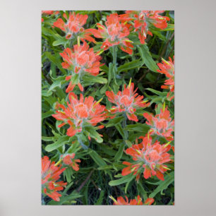 Indiska målartblommor med målarfärg i The Many Poster