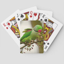 Indiska parrot ring-nacke