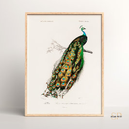 Indiska Peafowl Vintage Teckning Charles d Orbigny Poster