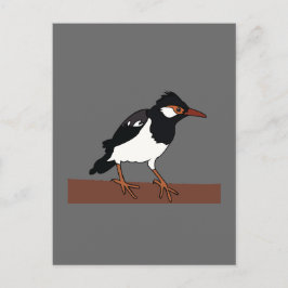 Indiska Pied Myna Bird Art Vykort