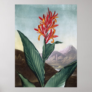 Indiska recept, Antique Print av Robert Thornton Poster