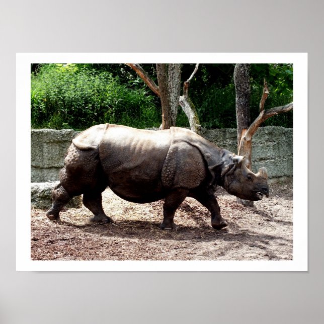 Indiska rhino poster (Framsidan)