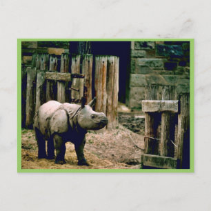 Indiska Rhino Vykort