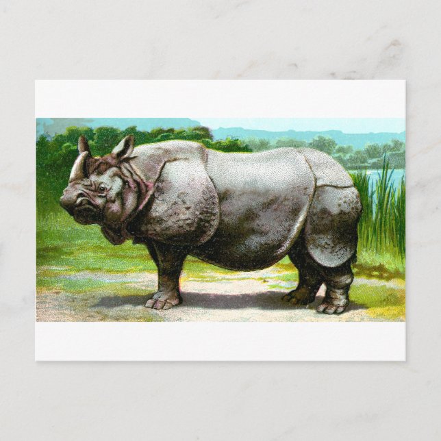 Indiska Rhinoceros Vykort (Framsida)