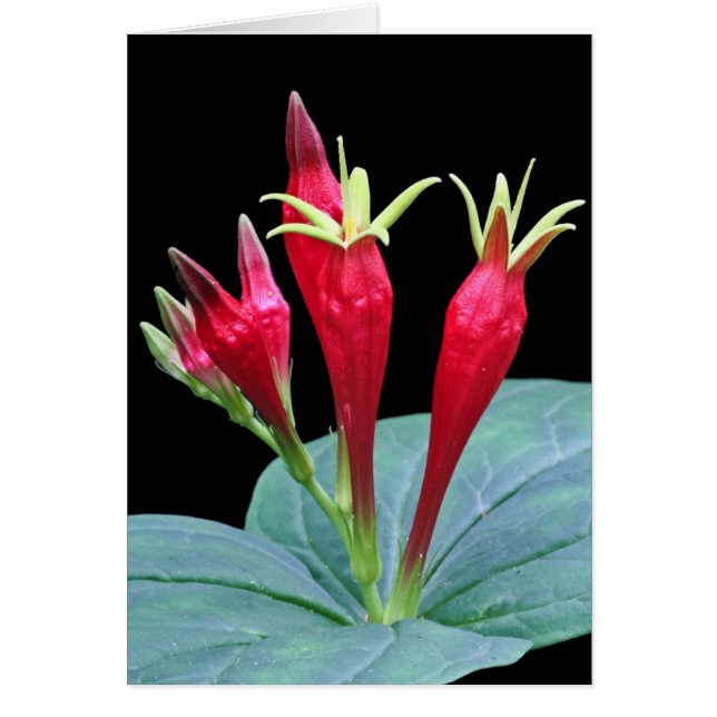 Indiska rosor hälsningskort (Framsidan)