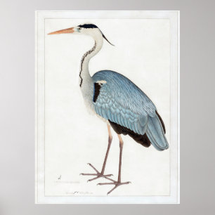 Indiskt Grått Heron (1780-1782) av Ram Das Poster