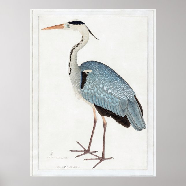 Indiskt Grått Heron (1780-1782) av Ram Das Poster (Framsidan)
