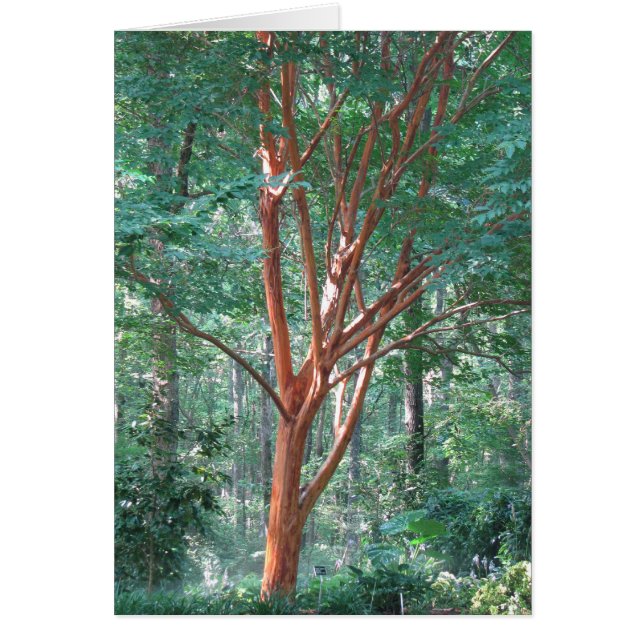 Individuell Hälsningskort (Framsidan)