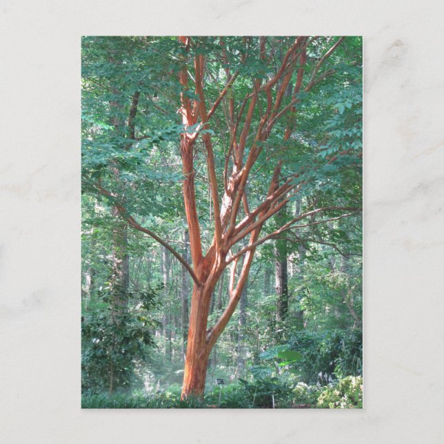 Individuell vykort (Framsida)