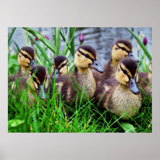 Individuella effekter Fåglar 11 Poster (Framsidan)