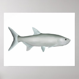 Indo-Pacific Tarpon Poster