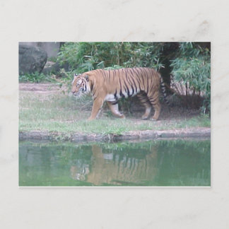 "Indochinese Tiger" vykort