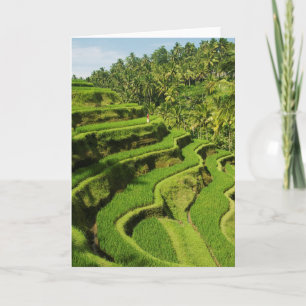 Indonesien, Bali Ris Kort