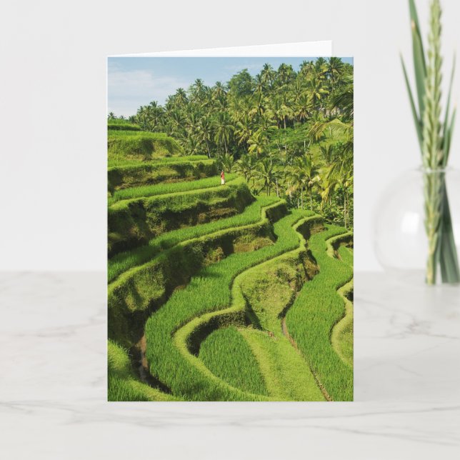 Indonesien, Bali| Ris Kort (Framsida)