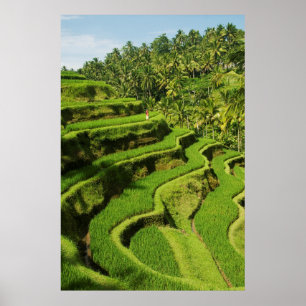 Indonesien, Bali Ris Poster