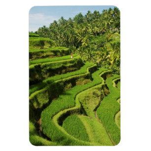 Indonesien, Bali Risfält Magnet