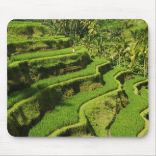 Indonesien, Bali Risfält Musmatta