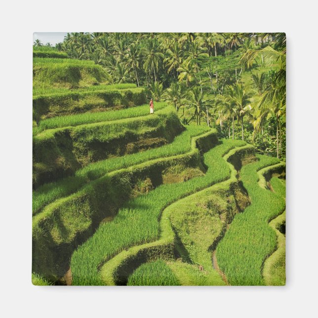 Indonesien, Bali | Risodlingar Magnet (Framsidan)