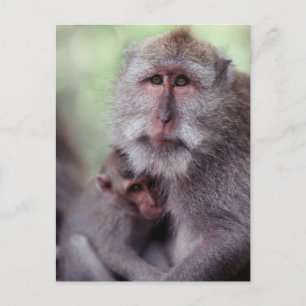 Indonesien Bali, Ubud, Lång-tailed Macaque 1 Vykort