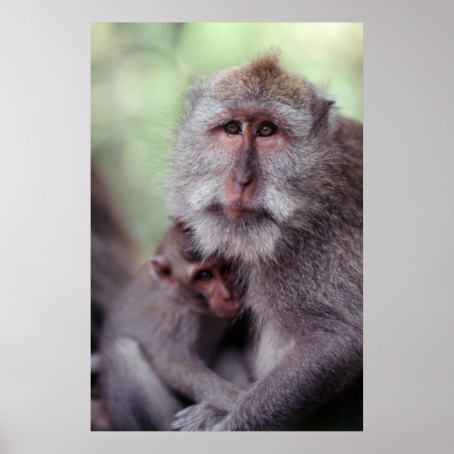 Indonesien, Bali, Ubud, långstjärt Macaque 1 Poster (Framsidan)
