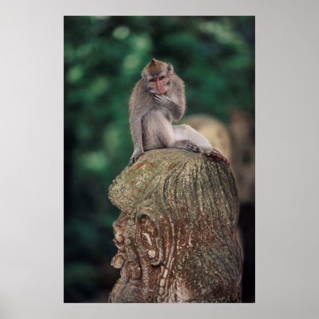 Indonesien, Bali, Ubud, långstjärt Macaque 2 Poster (Framsidan)