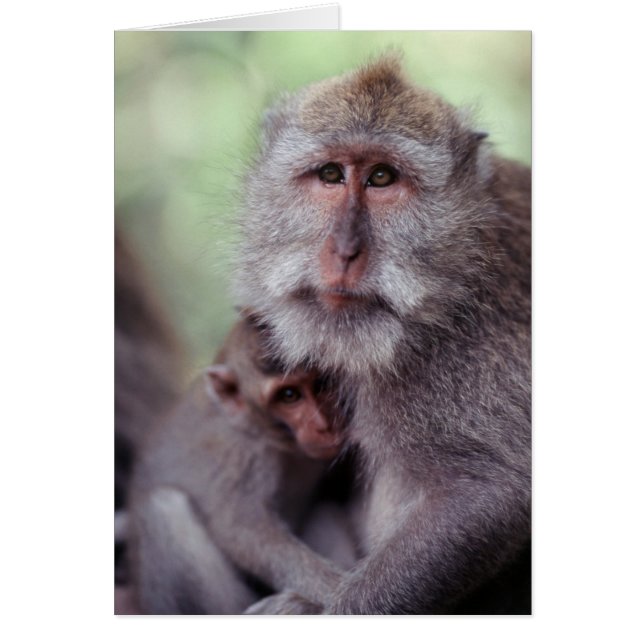 Indonesien, Bali, Ubud, Långstjärtad makak Hälsningskort (Framsidan)