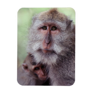 Indonesien, Bali, Ubud, Långstjärtad makak Magnet