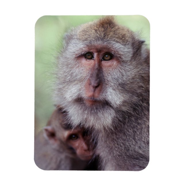 Indonesien, Bali, Ubud, Långstjärtad makak Magnet (Vertikal)