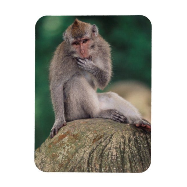 Indonesien, Bali, Ubud, Långstjärtad makak Magnet (Vertikal)