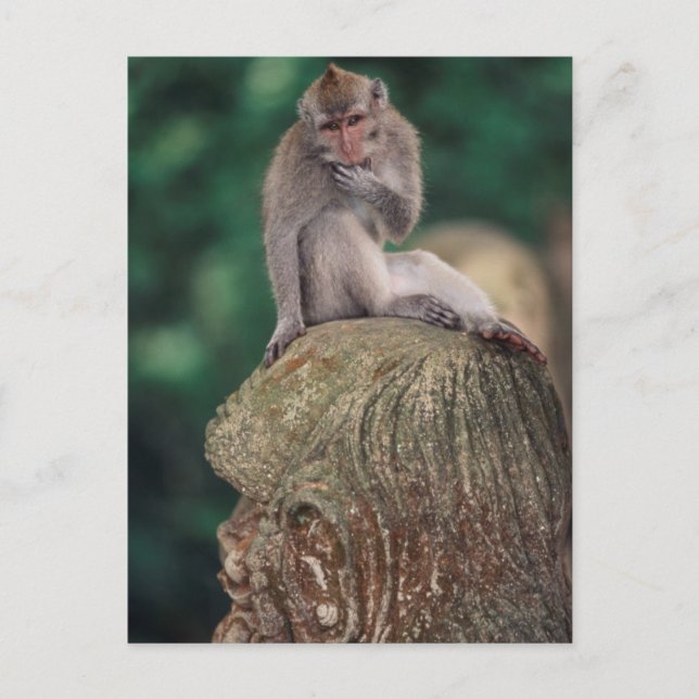 Indonesien, Bali, Ubud, Långstjärtad makak Vykort (Framsida)