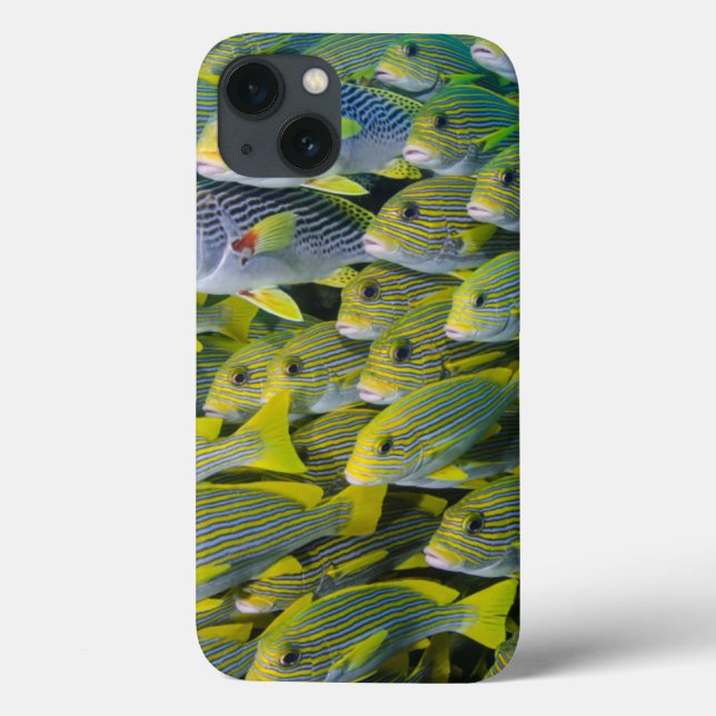 Indonesien. Fiskstim (Baksida)