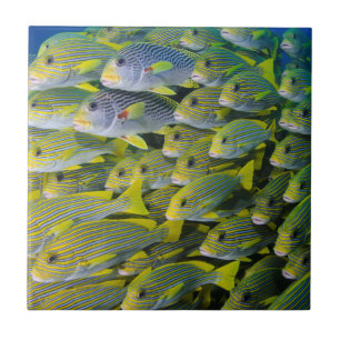 Indonesien. Fiskstim Kakelplatta