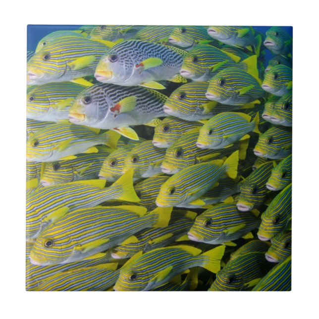 Indonesien. Fiskstim Kakelplatta (Framsidan)