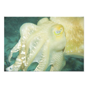 Indonesien, provinsen Södra Sulawesi, Wakatobi Fototryck