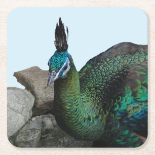Indonesisk peacock stäng Cust. Underlägg Papper Kvadrat