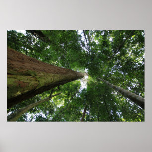 Indonesisk regnskog poster