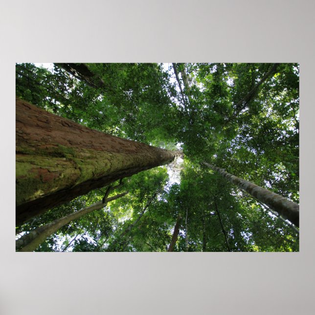 Indonesisk regnskog poster (Framsidan)