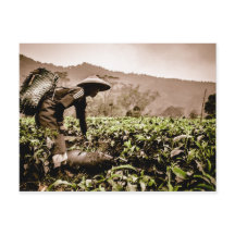 Indonesisk teodlare 2, rese vykort